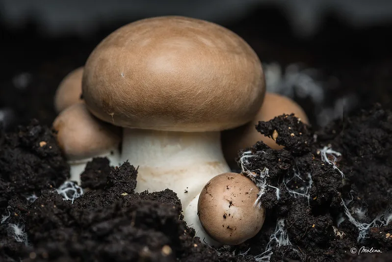 how long do mushrooms take to kick in